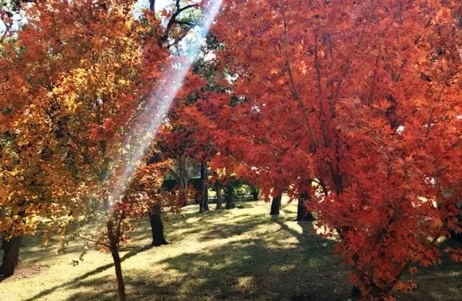 The view from the office: autumn red oaks and green lawn in the Texas Hill Country sun.